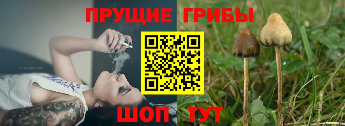 Малгобек  Галлюциногенные грибы Cubensis  Вход с VPN 